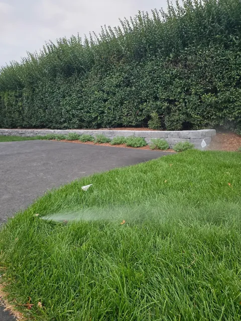 Sprinkler spraying water onto green grass in front of a hedge and a dark asphalt surface.