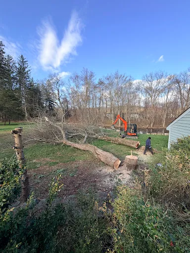 Tree Doctor LLC work photo