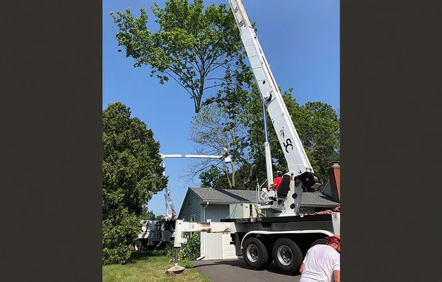 Dlugos Tree Service LLC Arborist Services