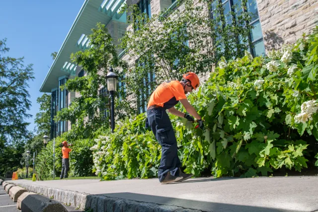 SavATree - Tree Service & Lawn Care work photo