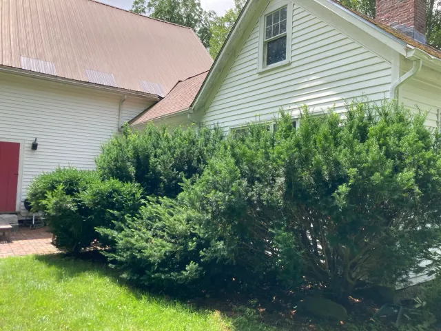 Shaping hedges, before and after