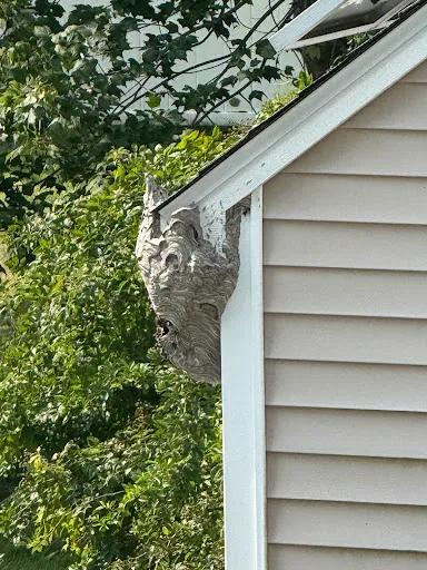 Clancy Brothers Pest Control work photo