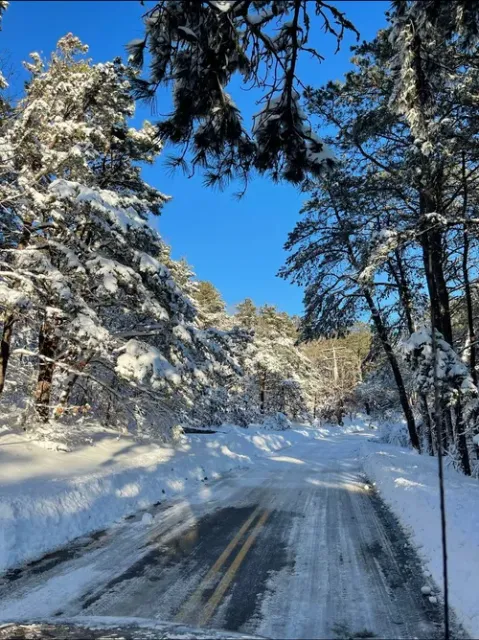 A snowy road in the woods with trees covered in snow