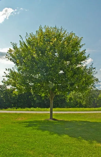 work photo from massstumpandtree.com