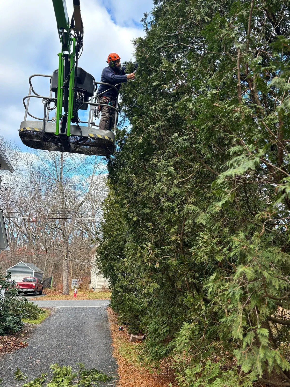 work photo from wholetreecare.com