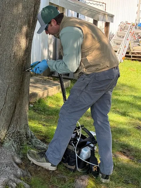 Tree Medics technician injecting an ash tree