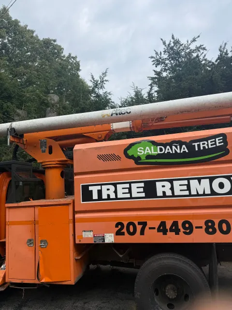 work photo from saldanatreeserviceslandscaping.com
