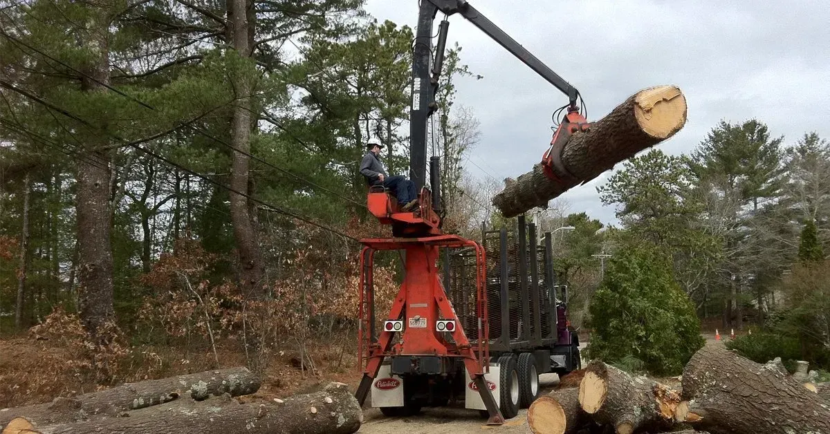 Tree Removal