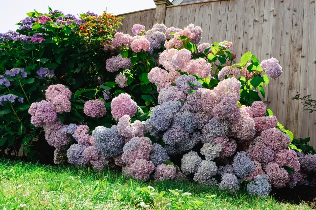 bush planting near me