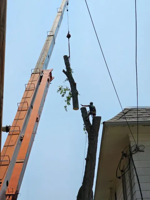Tree service using a tree lifter