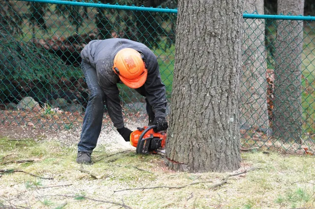local tree removal service