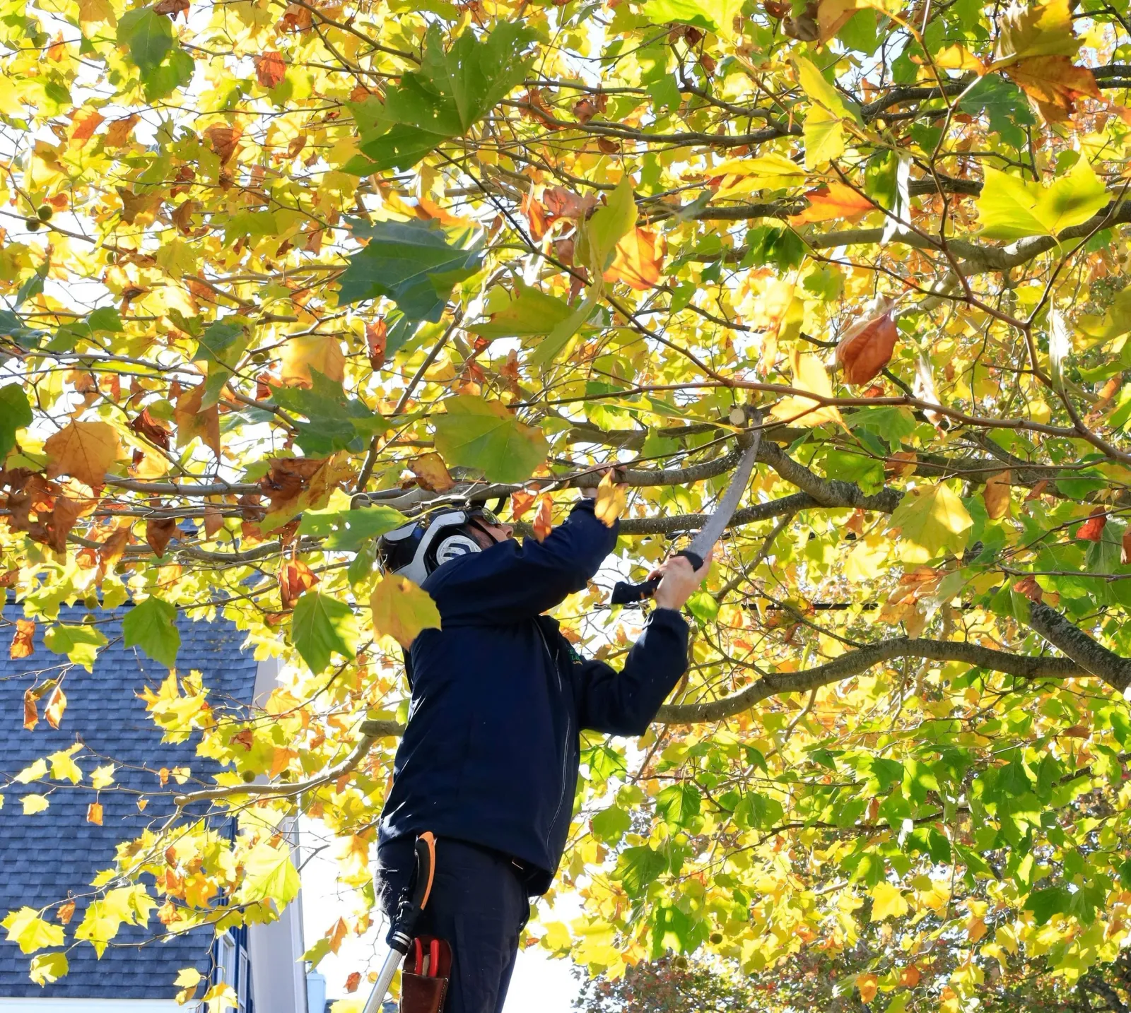 Pruning-1_crp.jpg