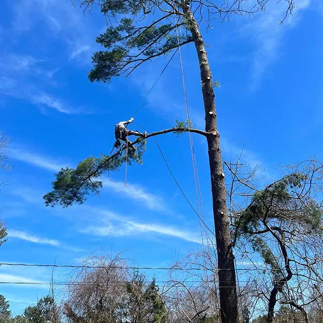 CJV LANDSCAPING & TREE REMOVAL work photo