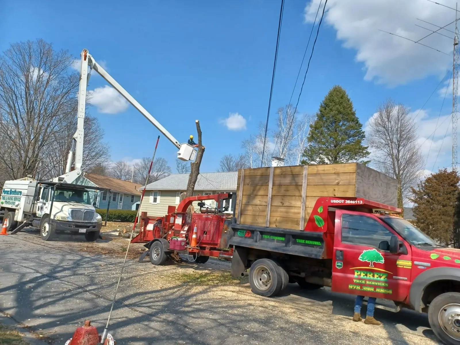Cutting tree