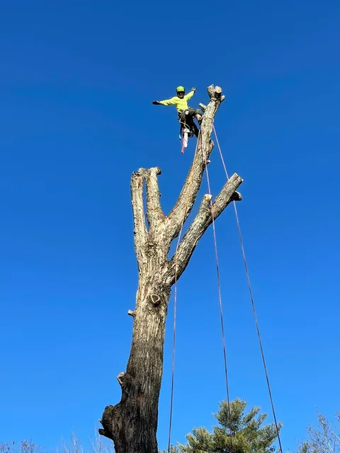 work photo from greeningreenouttreeservice.com