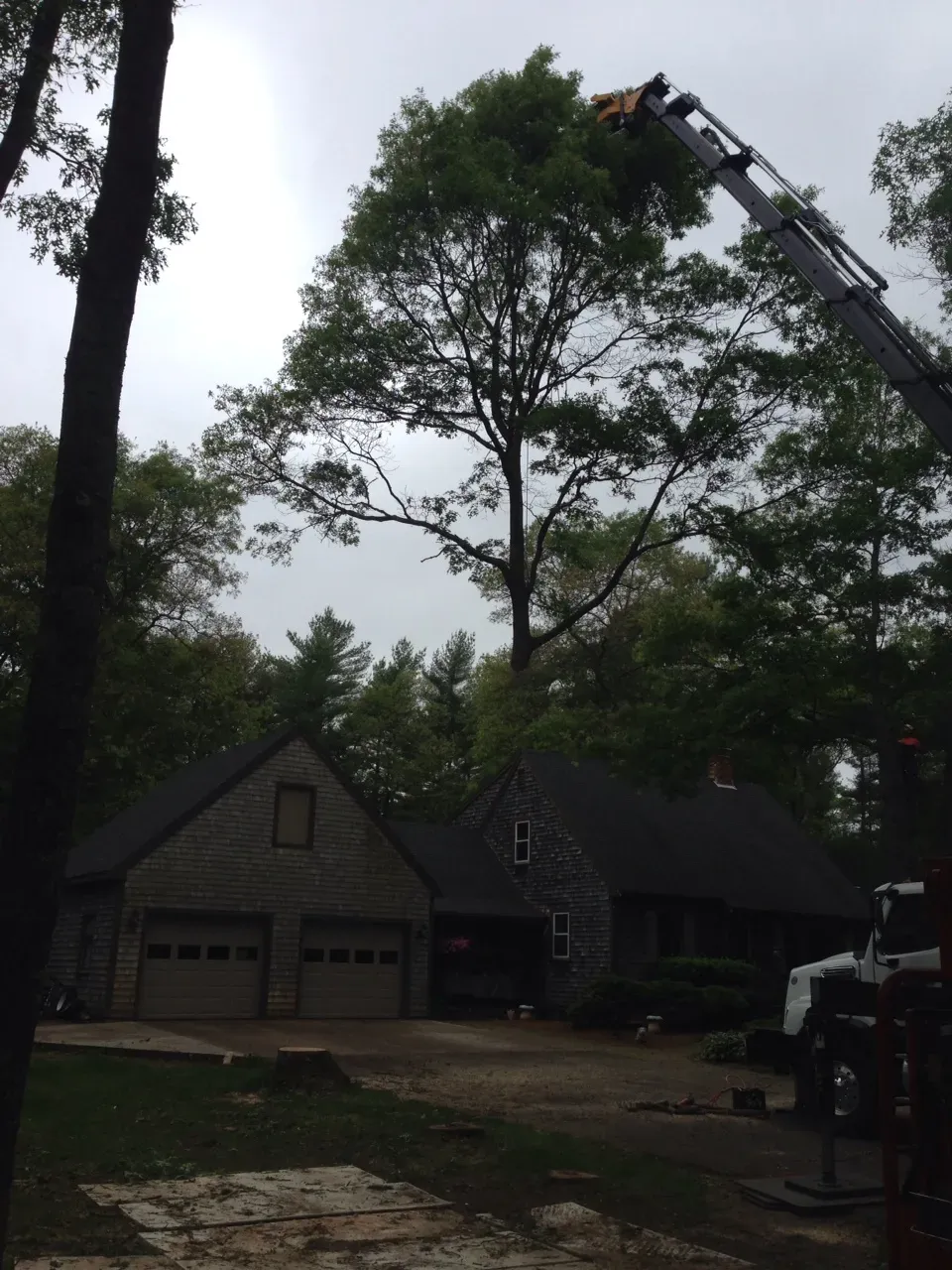 Tree removal