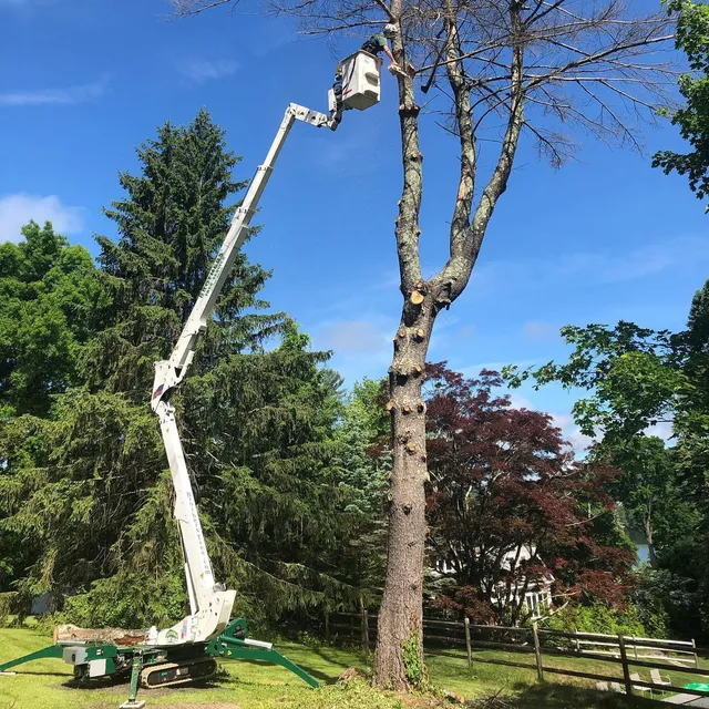 Brothers' Tree Service LLC work photo