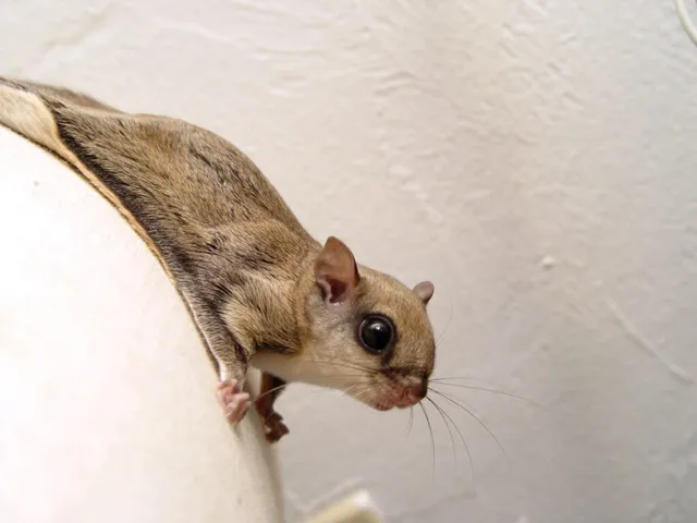 flying squirrel perched on a home