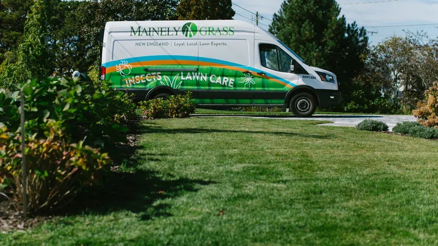 Why a Thick Lawn Is Your Best Defense Against Weeds
