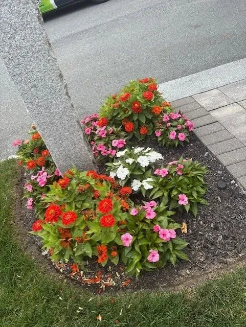 A flower bed with red, pink, and white flowers surrounds a tree trunk next to a sidewalk.