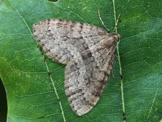 Essential Guide to Identifying Tree Diseases & Insects in Massachusetts