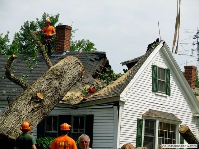 Royle Tree Company, Inc work photo