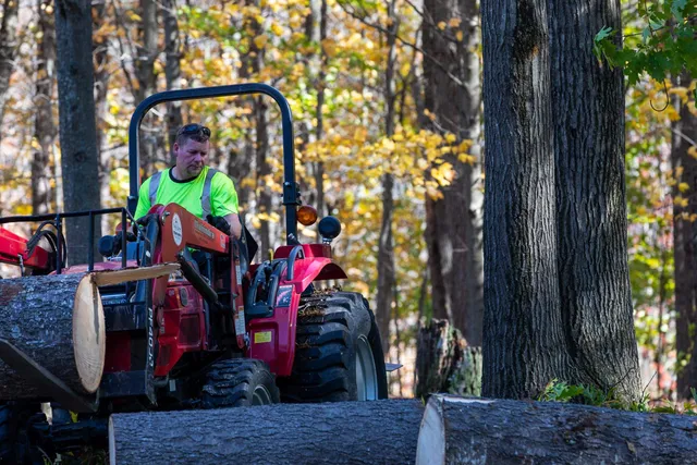 Essential Tree Service work photo