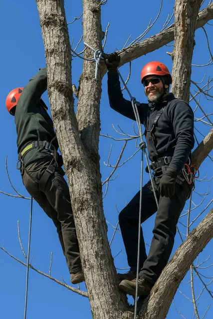 Two arborists wearing helmets and harnesses using ropes while climbing and working in a large leafless tree under a clear blue sky.