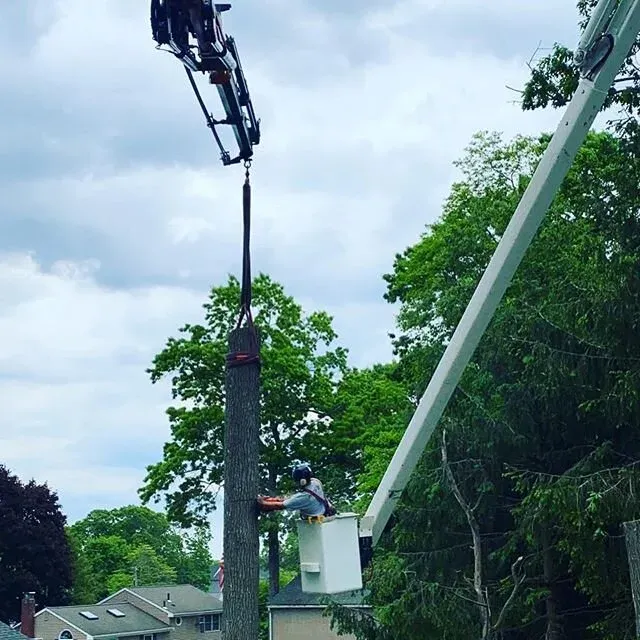 work photo from mchugotreeservice.com