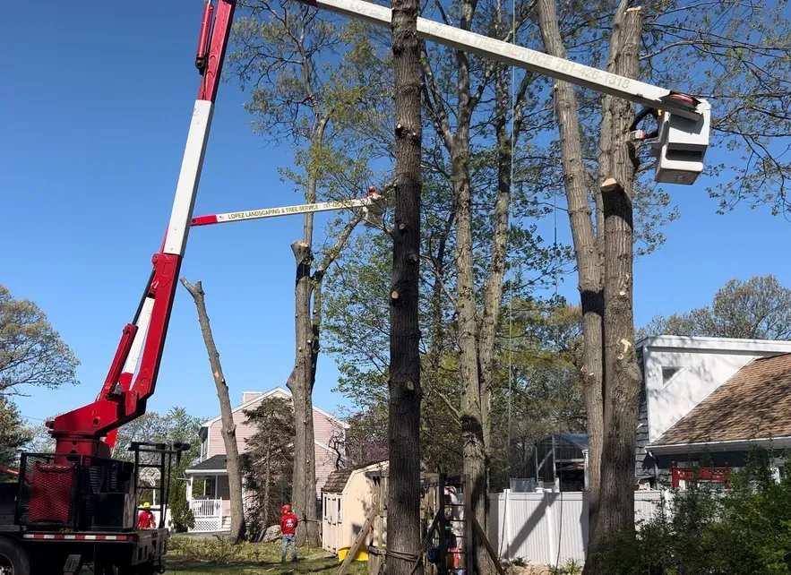 1st Tree Work 2 men 2 trees_gallery