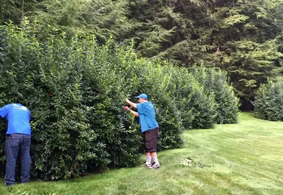 Les Arbres Tree Service & Fine Gardening work photo