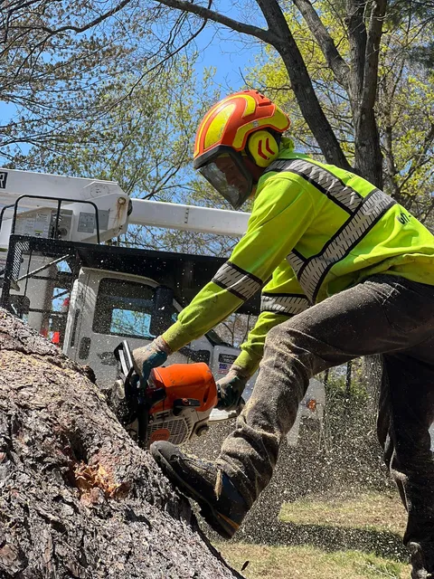 JC & G Tree Service Corp work photo