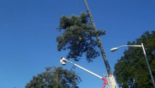 tree removal
