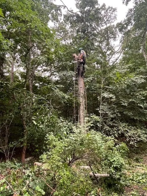 work photo from mattmitkoexperttreeclimber.com