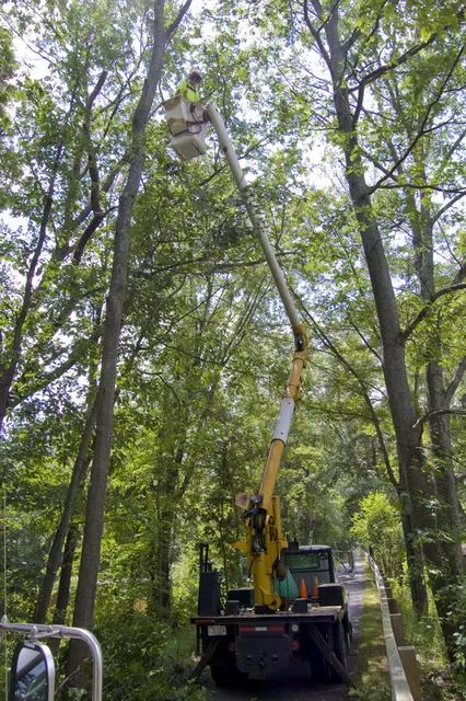 work photo from arboreasttreeservice.com