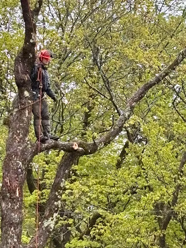 Leaf it to Me Tree Service work photo