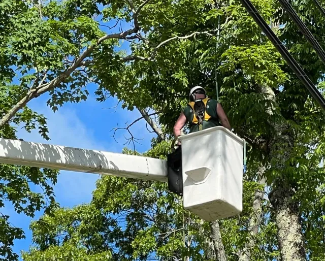 Tree pruning