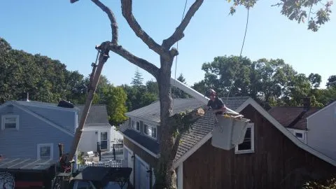 Image depicting the Service Tree Removal