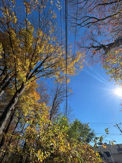 Autumn trees with yellow leaves under a bright blue sky and sunburst, seen from below