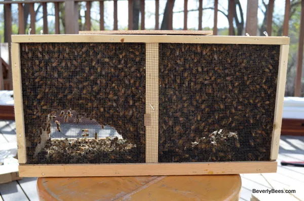 honey bee package 3 lb italian queen
