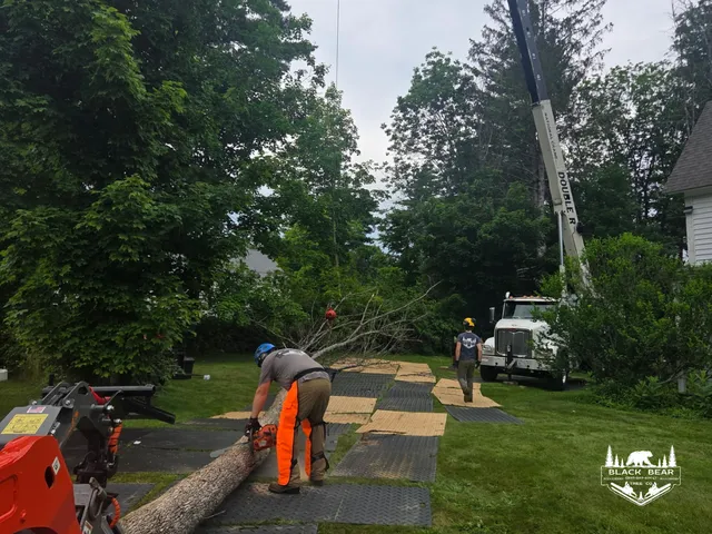 Black Bear Tree Co. work photo