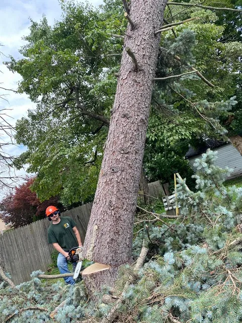Forever Tree Care work photo