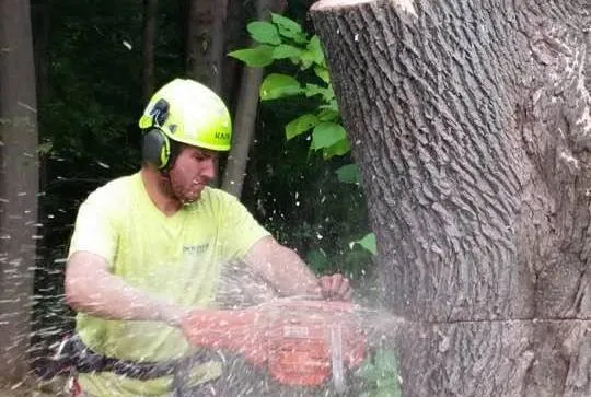 work photo from destitotreeservices.com