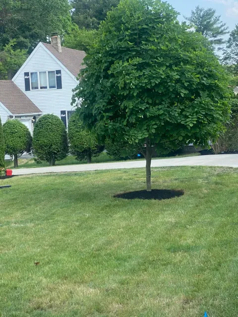 work photo from bennyandsonlandscapingllc.com