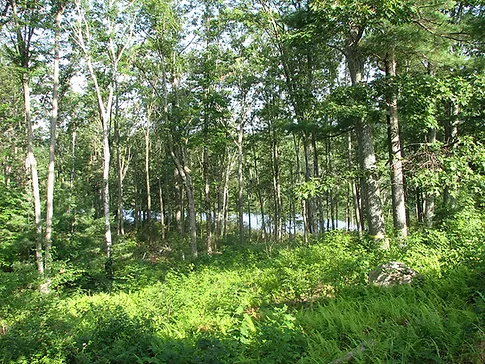 views timber harvesting