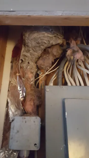D Bug Pest Solutions work photo
