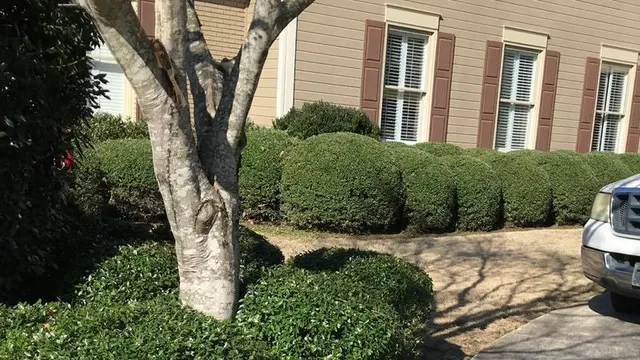 Tree Trimming & Cutting