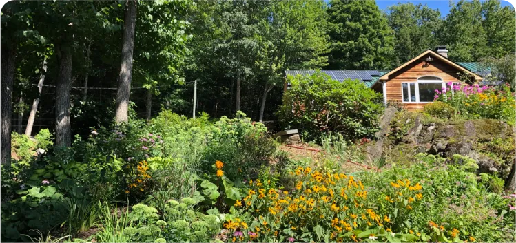 Perennial garden maintenance in Western Massachusetts