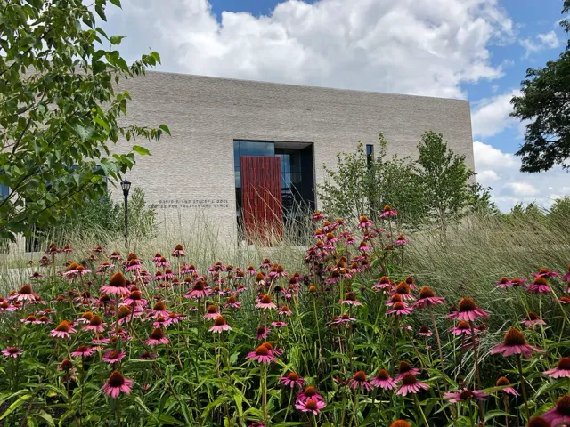 Field of wildflowers at the Phillips Exeter Academy