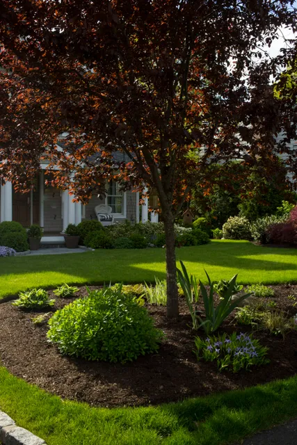 beautifully maintained lawn with mulched area